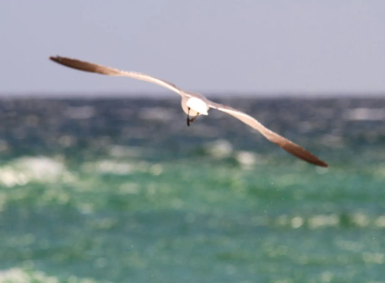 Vila Texas Tides Destin